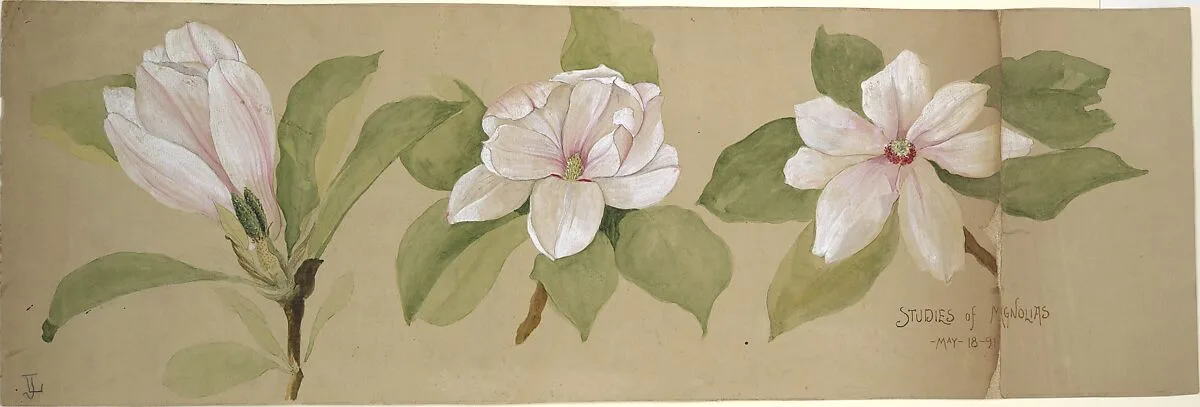 Studies of Magnolias — Tiffany & Co.