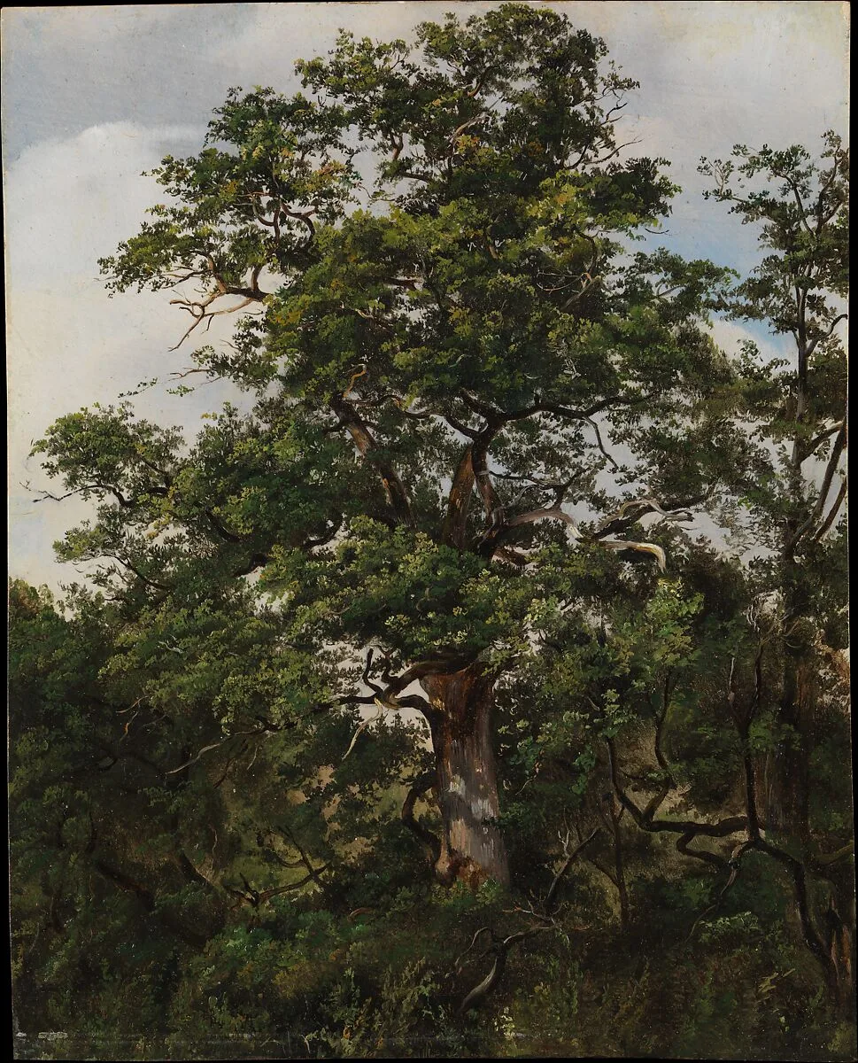 Oak Tree — Swiss Painter
