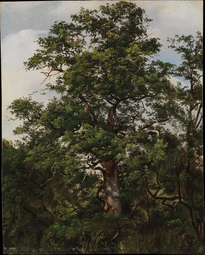 Oak Tree