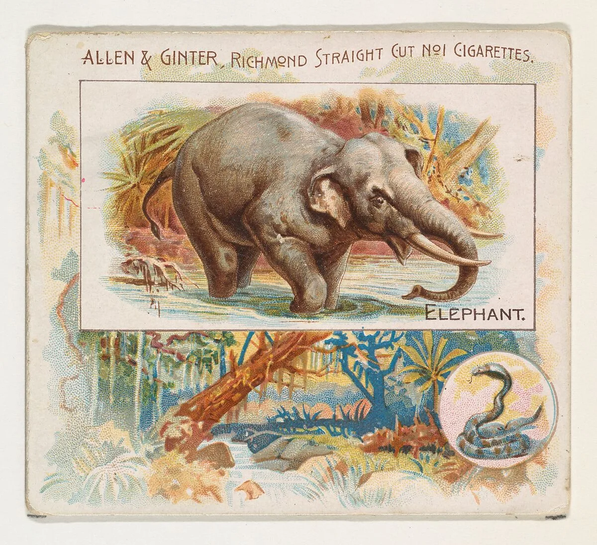 Elephant, from Quadrupeds series (N41) for Allen & Ginter Cigarettes — Allen & Ginter|Lindner, Eddy & Claus