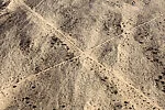 Desert Bloom 9