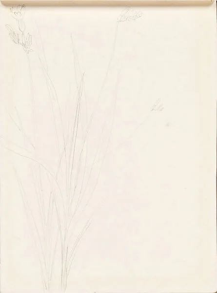 現代 謝稚柳 小蒼蘭畫稿 冊頁|Freesia — Xie Zhiliu