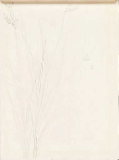現代 謝稚柳 小蒼蘭畫稿 冊頁|Freesia