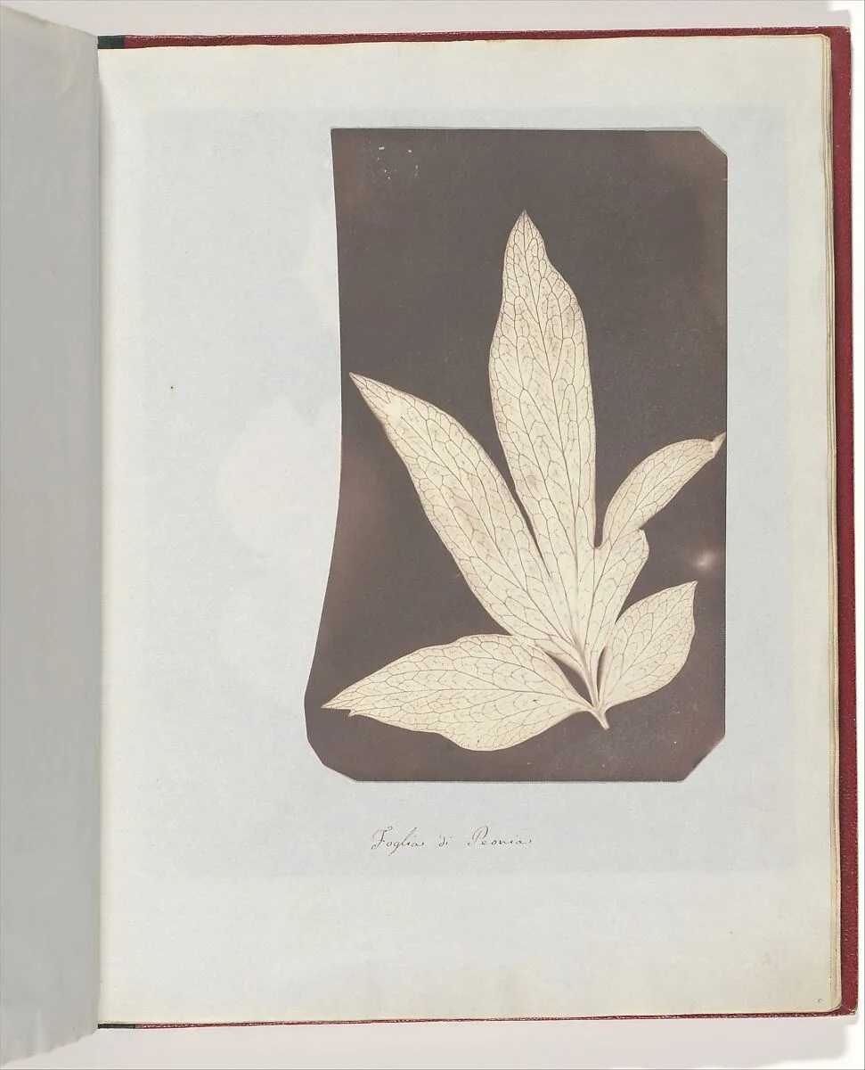 Foglia di Peonia — William Henry Fox Talbot
