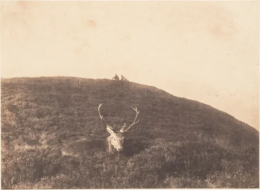 [Hunters Stalking a Deer]