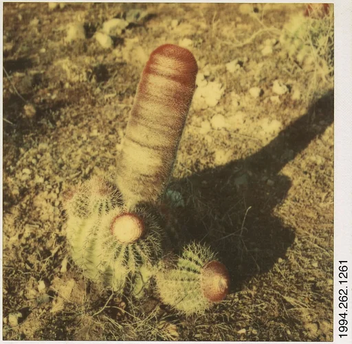[Cactus]
