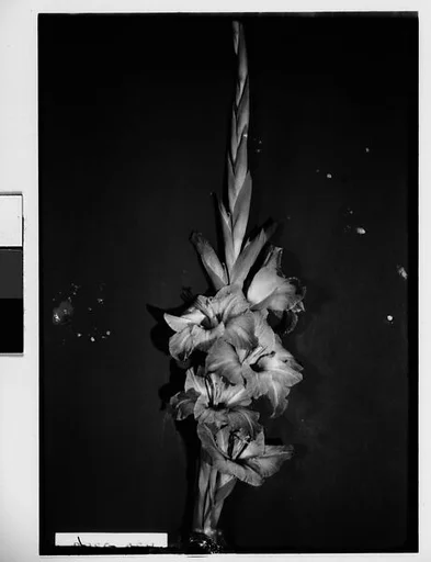 [Gladiola and Identifying Label in Front of Backdrop, Darien, Connecticut]