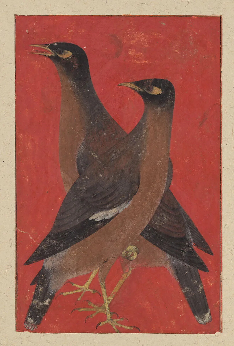 A Pair of Mynas — Unknown