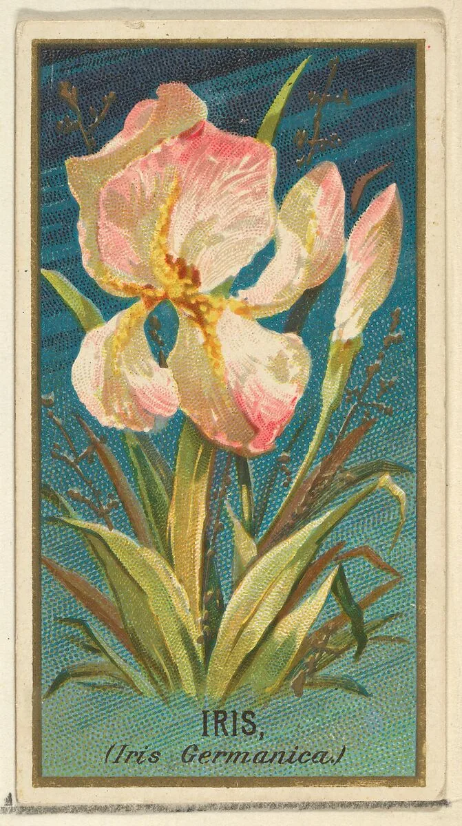 Iris (Iris Germanica), from the Flowers series for Old Judge Cigarettes — Goodwin & Company|George S. Harris & Sons