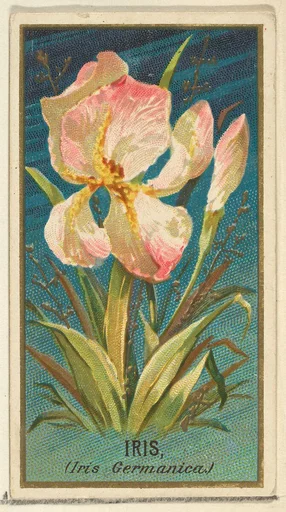 Iris (Iris Germanica), from the Flowers series for Old Judge Cigarettes