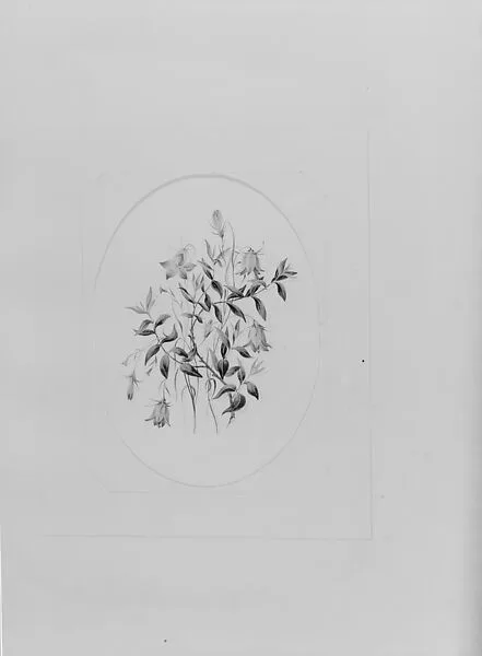 Wildflowers (from Hosack Album) — Unknown