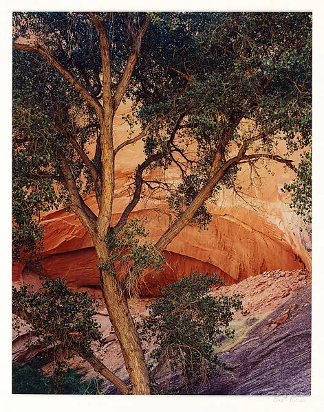 Tree and Alcove, Davis Gulch, Escalante River, Utah — Eliot Porter