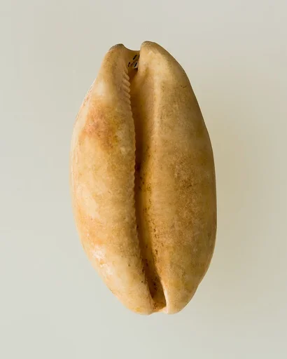 Shell pendant or bead
