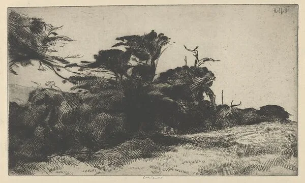Cypress Study No. 2 — Ernest Haskell