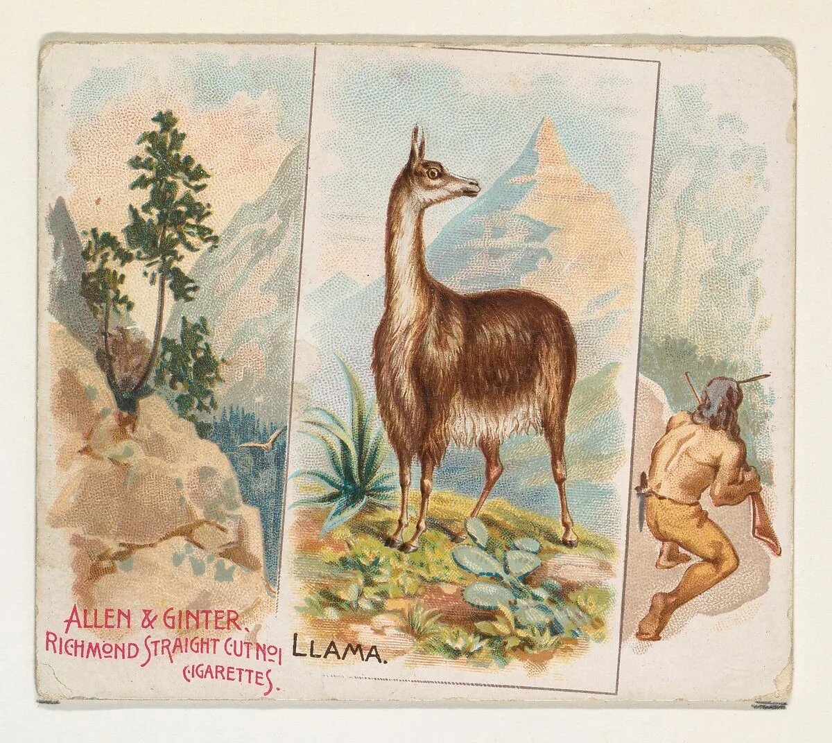 Llama, from Quadrupeds series (N41) for Allen & Ginter Cigarettes — Allen & Ginter|Lindner, Eddy & Claus