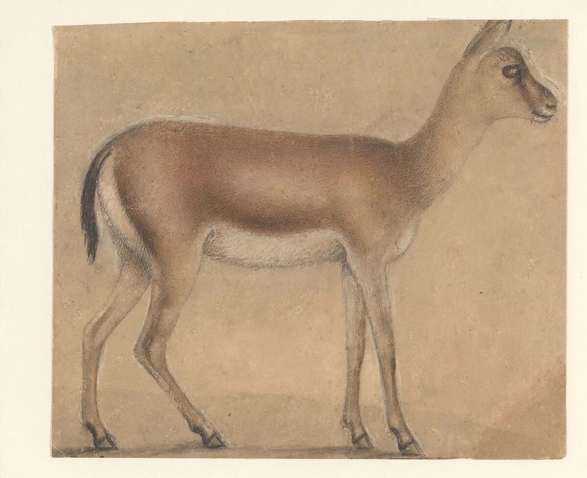 A Gazelle in Profile, Moving Toward the Right — Michelino da Besozzo (Michelino de Mulinari)