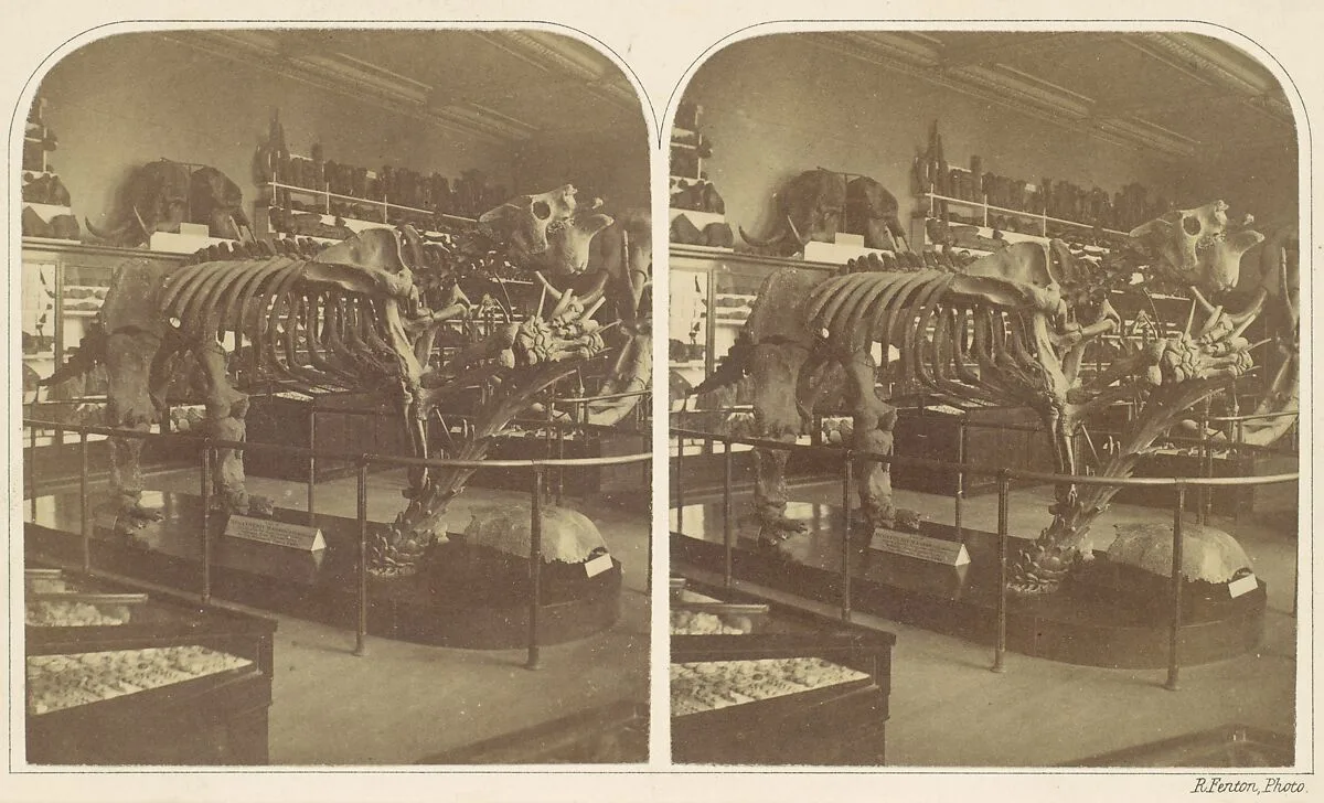 The Megatherium, British Museum — Roger Fenton