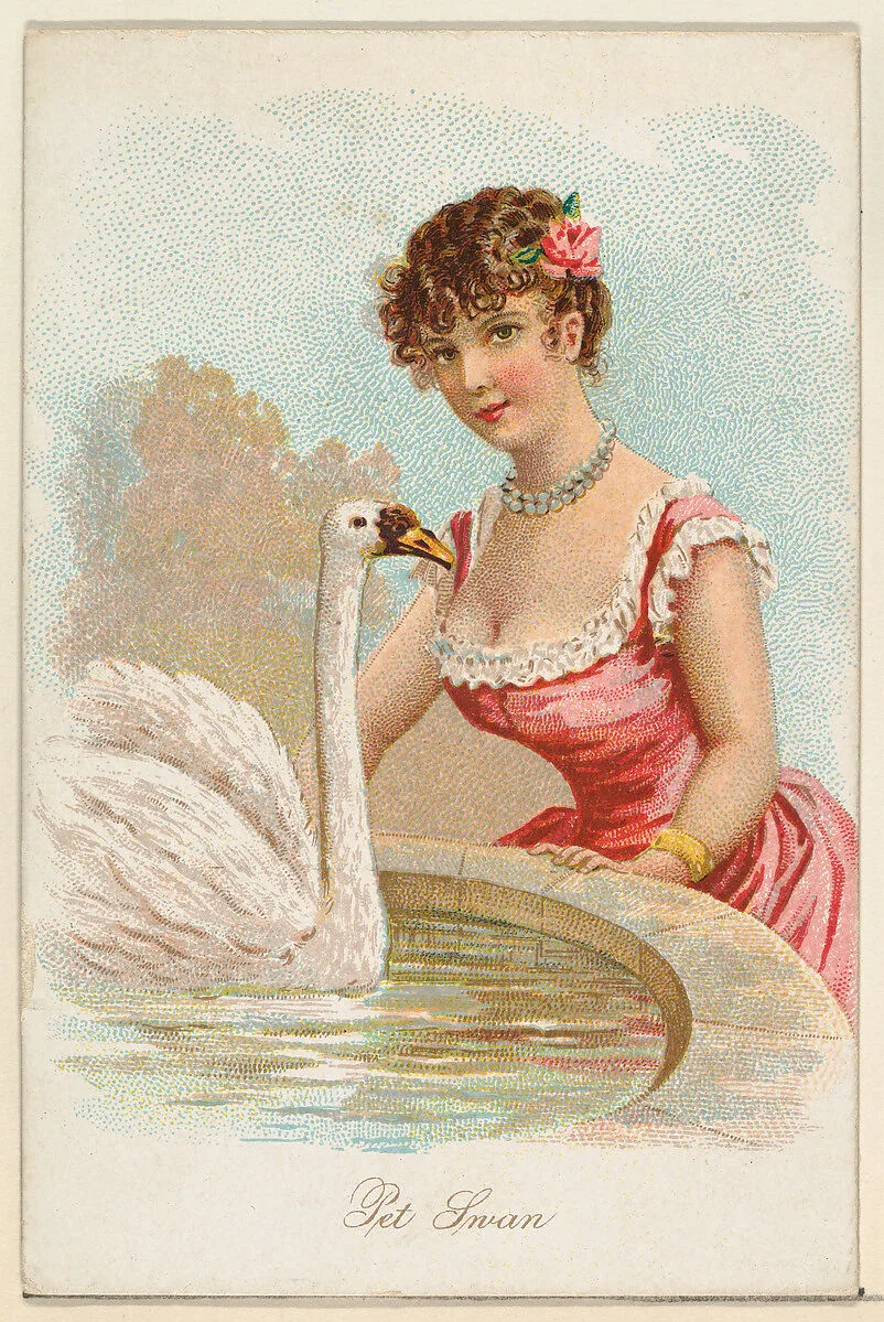 Pet Swan, from the Household Pets series (N194) issued by Wm. S. Kimball & Co. — William S. Kimball & Company|American Tobacco Company|Julius Bien & Co.