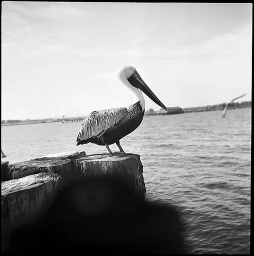 [Pelican, Florida]