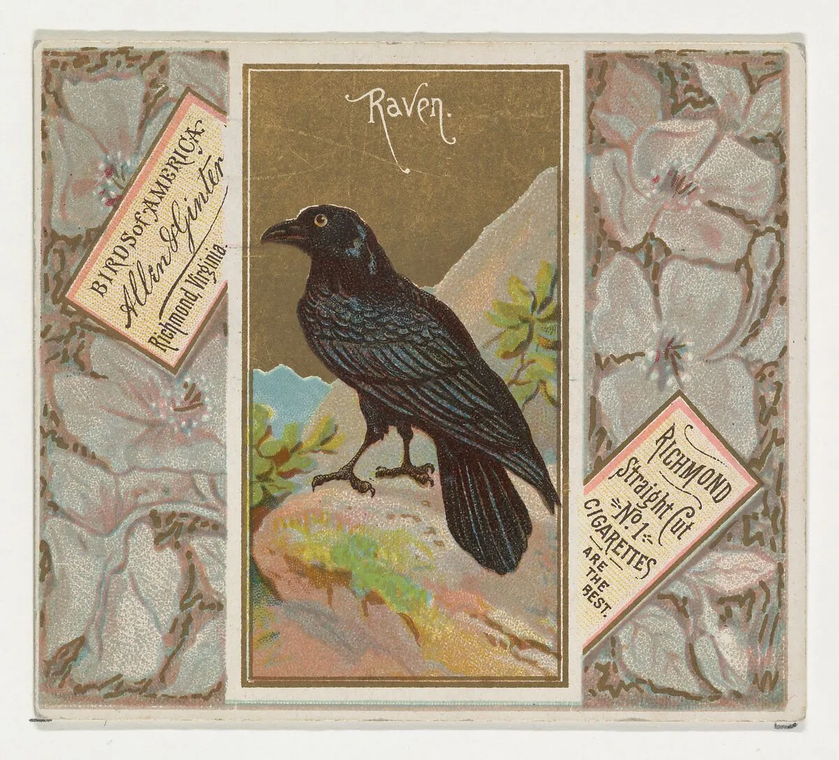 Raven, from the Birds of America series (N37) for Allen & Ginter Cigarettes — Allen & Ginter