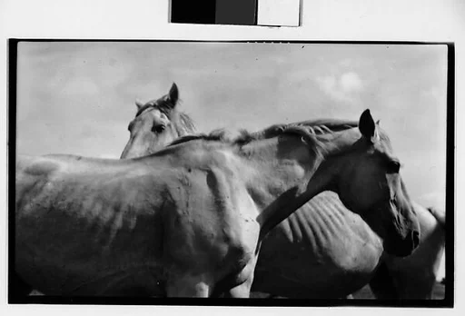 [Two Horses, Probably Canada]
