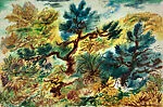 Trees and Underbrush, Cape Cod