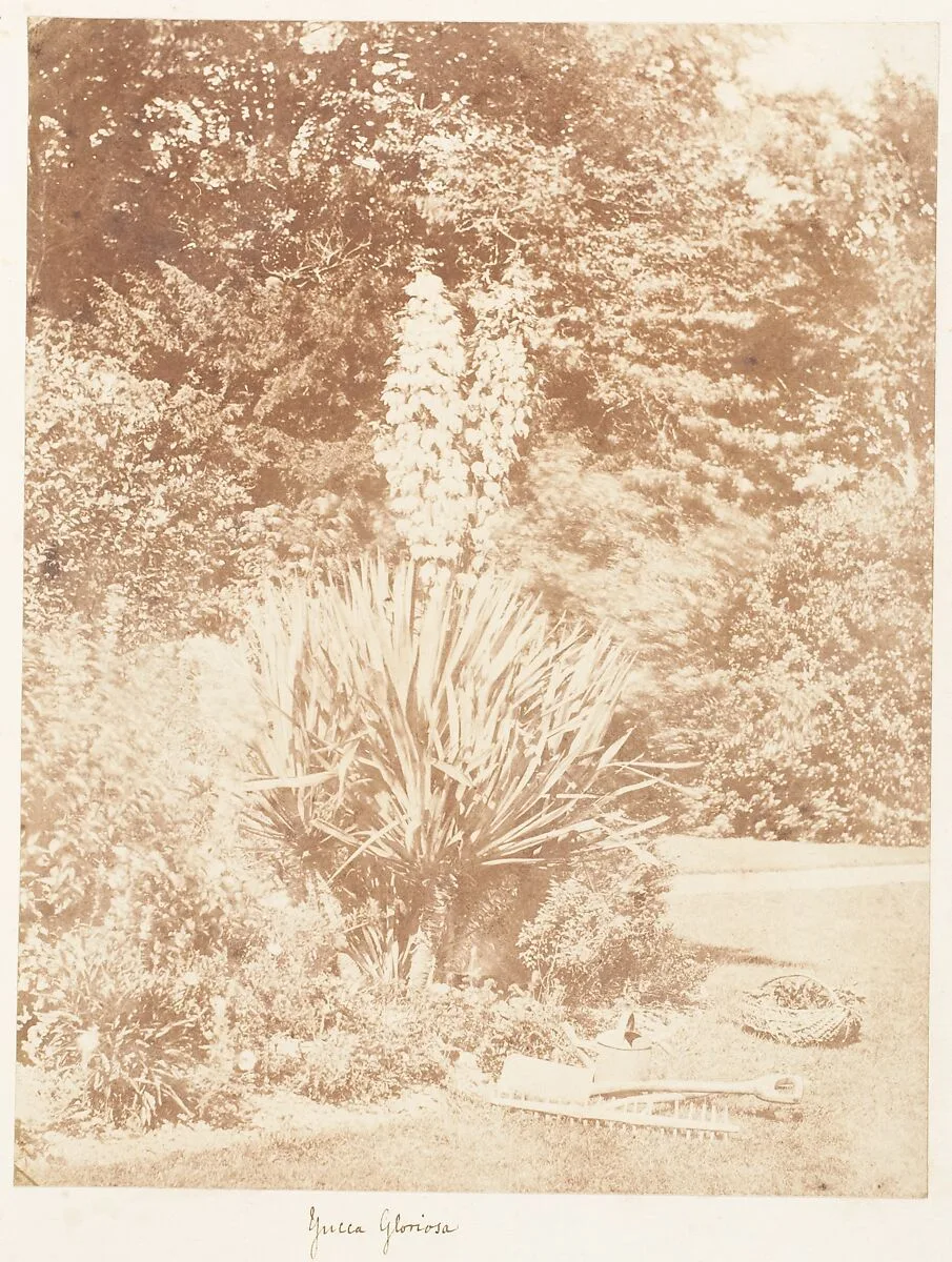 Yucca Gloriosa — John Dillwyn Llewelyn