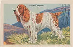 Cocker Spaniel from Our Friend – the Dog Educational Pictures (W608-4) — Unknown