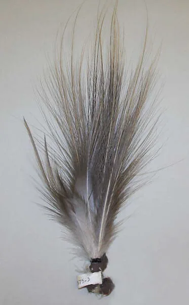 Aigrette — Unknown