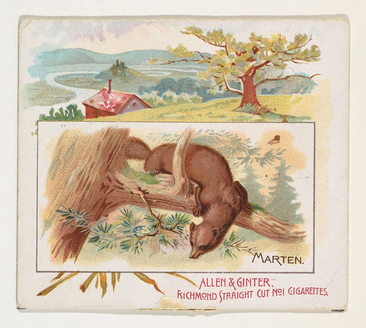 Marten, from Quadrupeds series (N41) for Allen & Ginter Cigarettes — Allen & Ginter|Lindner, Eddy & Claus