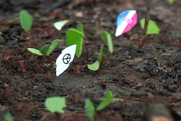 Coexistencia (Coexistence) — Donna Conlon