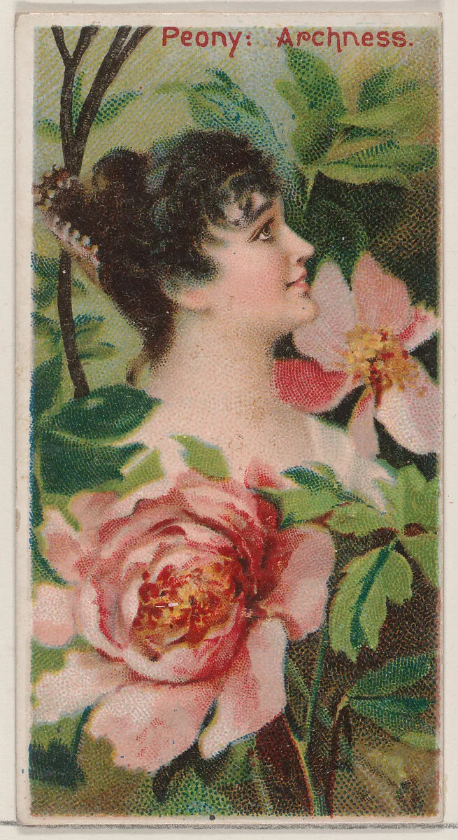 Peony: Archness, from the series Floral Beauties and Language of Flowers (N75) for Duke brand cigarettes — Donaldson Brothers|American Tobacco Company
