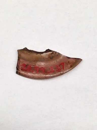 Fragment