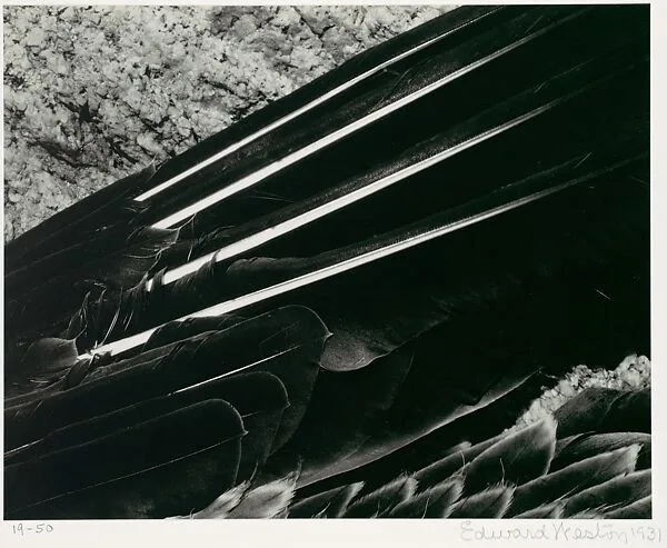 Pelican's Wing — Edward Weston|Brett Weston|Cole Weston