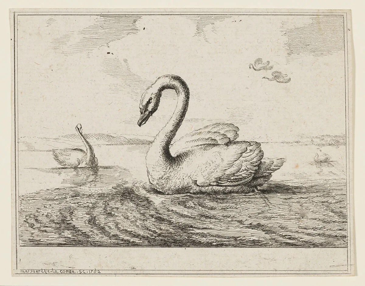 Swans on Open Water — Marguerite Le Comte