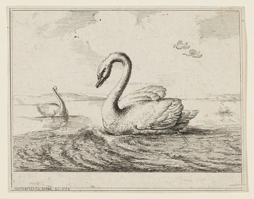 Swans on Open Water