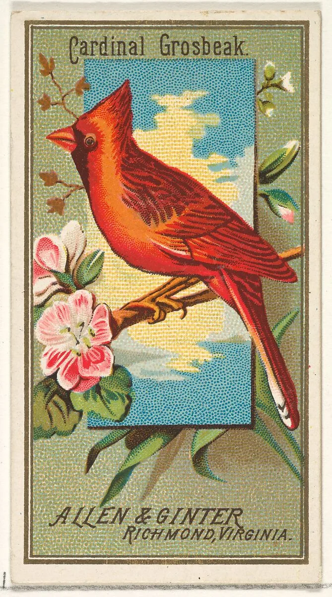 Cardinal Grosbeak, from the Birds of America series (N4) for Allen & Ginter Cigarettes Brands — Allen & Ginter