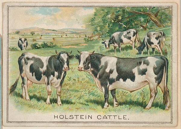 Holstein Cattle, collector card from the Birds and Animals series (D15), issued by the Schulze Baking Company — Schulze Baking Company