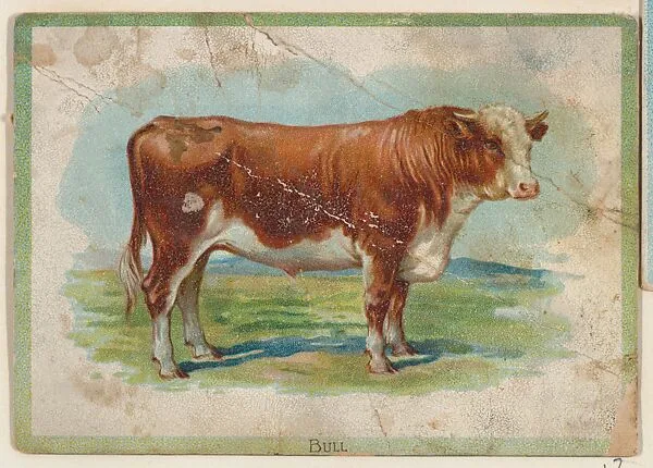 Bull, collector card from the Birds and Animals series (D15), issued by the Schulze Baking Company — Schulze Baking Company