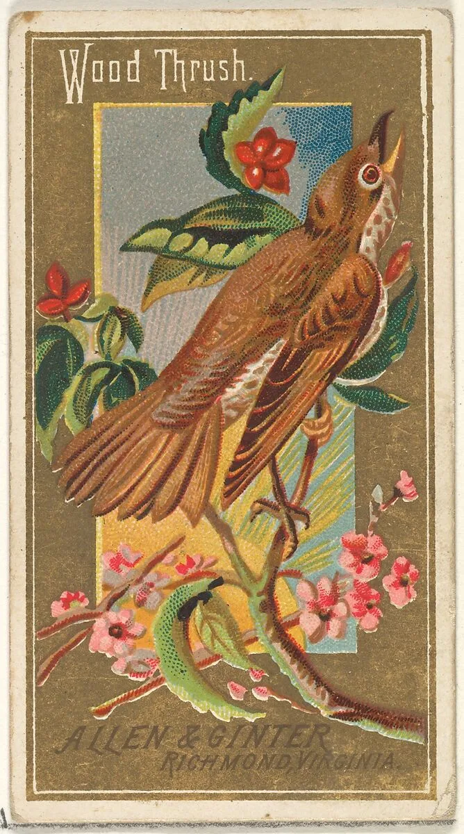 Wood Thrush, from the Birds of America series (N4) for Allen & Ginter Cigarettes Brands — Allen & Ginter