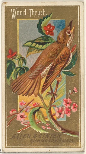 Wood Thrush, from the Birds of America series (N4) for Allen & Ginter Cigarettes Brands