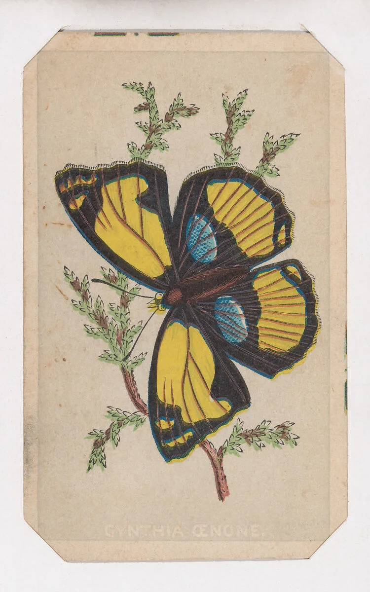 Cynthia Cenone butterfly card from the Butterflies and Moths of America series — Louis Prang & Co.