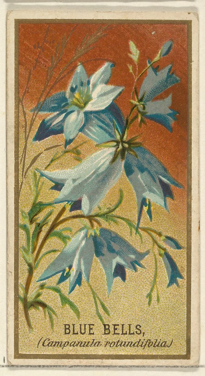 Bluebells (Campanula rotundifolia), from the Flowers series for Old Judge Cigarettes — Goodwin & Company|George S. Harris & Sons