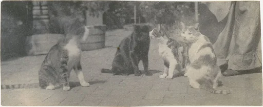 [Four Cats]