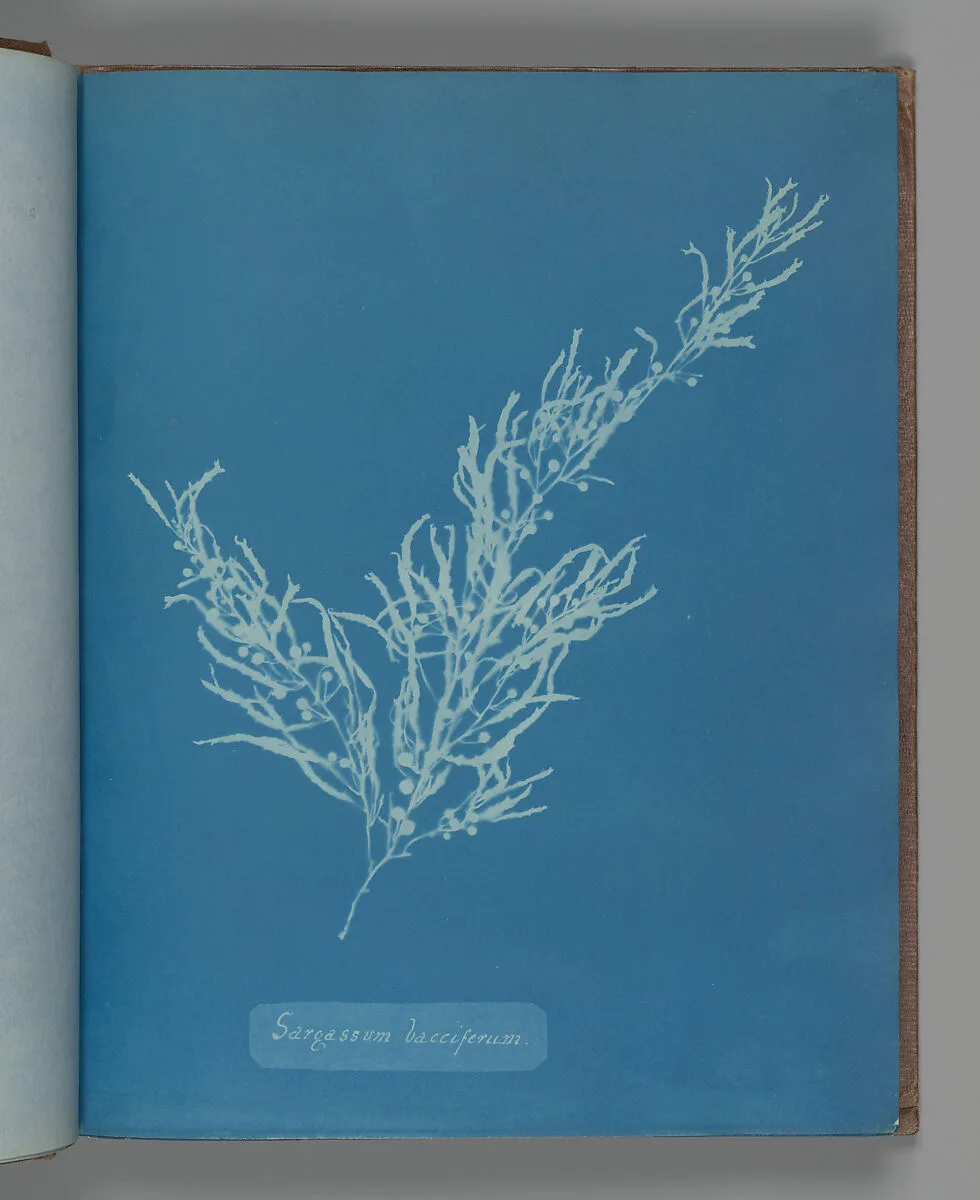 Sargassum bacciferum — Anna Atkins