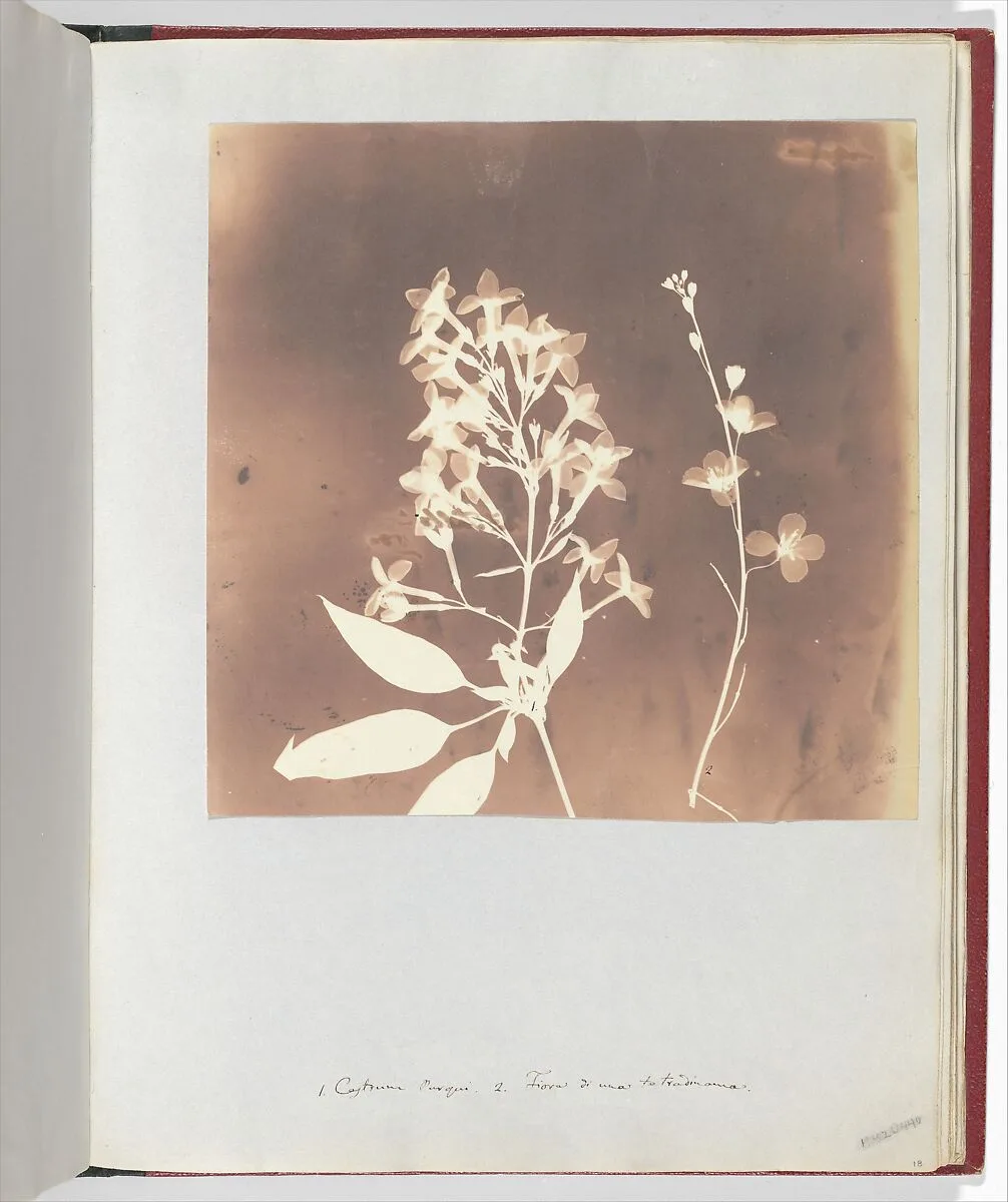 1. Cestrum Parqui. 2. Fiora di una tetradinama. — William Henry Fox Talbot