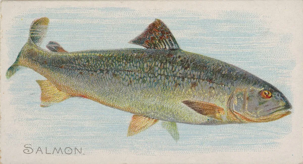 Salmon, from the Fish from American Waters series (N8) for Allen & Ginter Cigarettes Brands — Allen & Ginter|Lindner, Eddy & Claus
