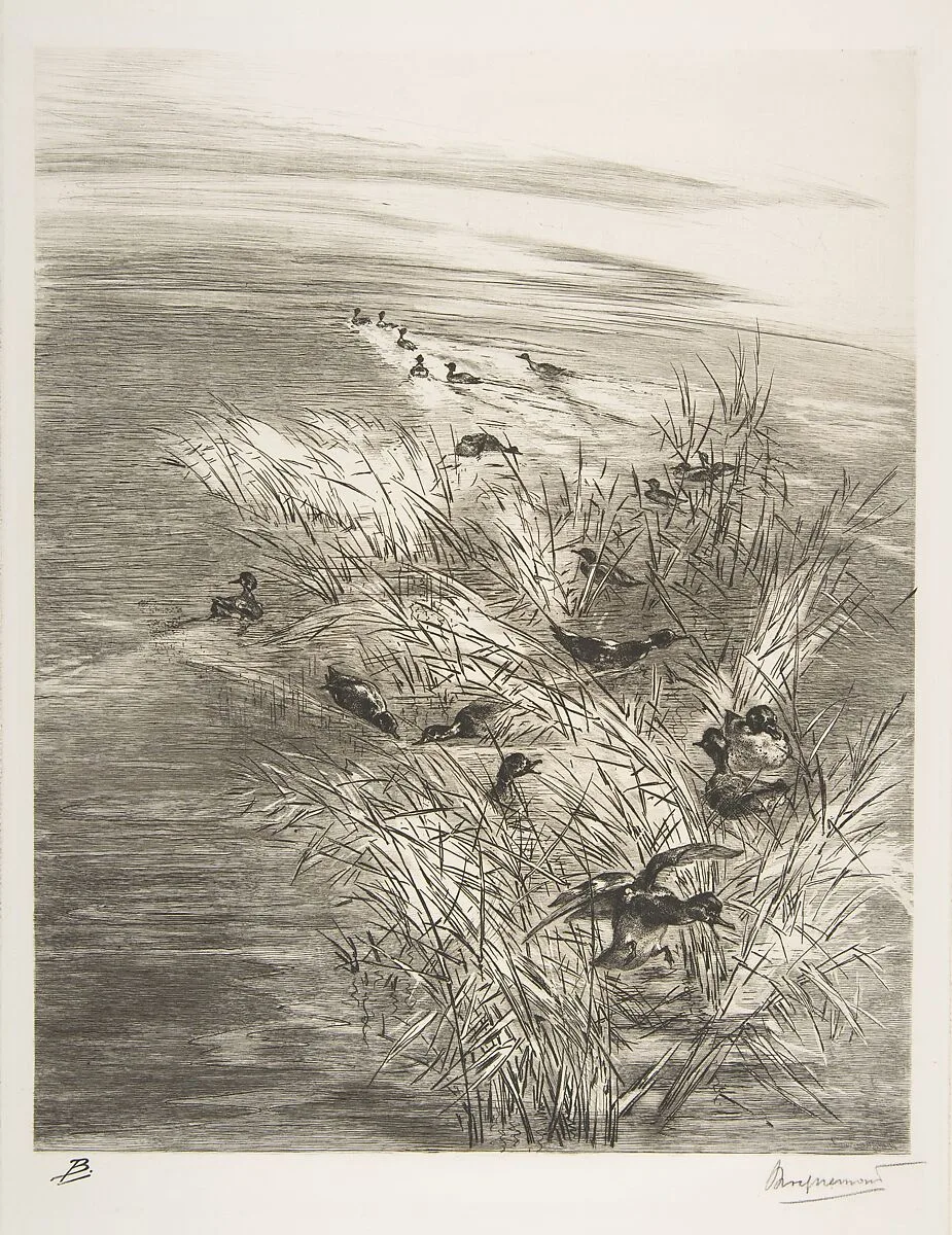 Roseaux et Sarcelles — Félix Bracquemond