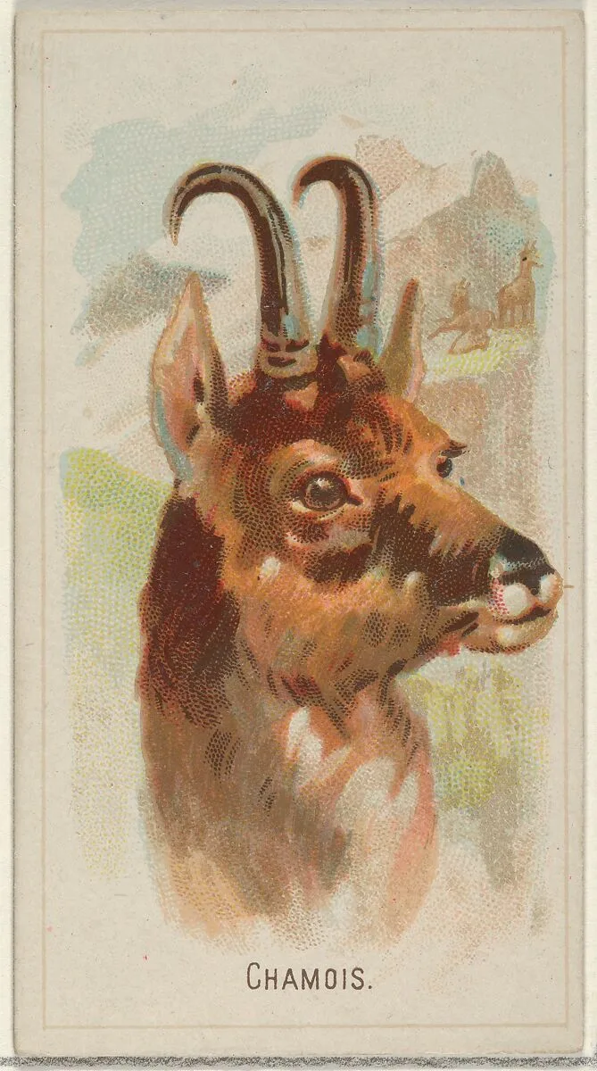Chamois, from the Wild Animals of the World series (N25) for Allen & Ginter Cigarettes — George S. Harris & Sons|Allen & Ginter