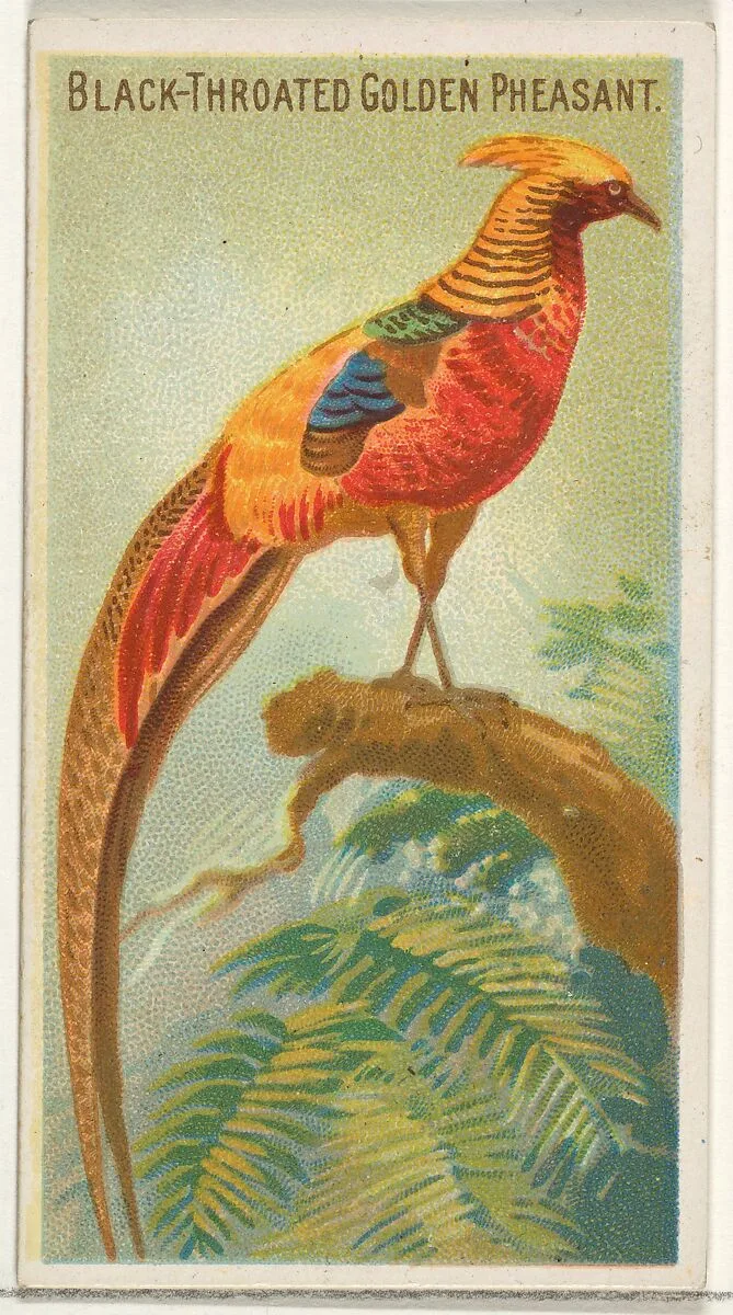 Black-Throated Golden Pheasant, from the Birds of the Tropics series (N5) for Allen & Ginter Cigarettes Brands — Allen & Ginter|George S. Harris & Sons